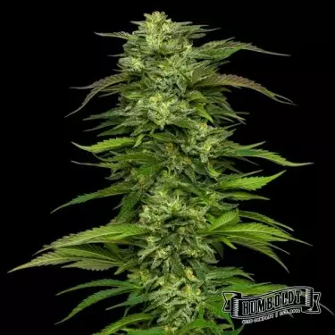 Dream Queen Auto de Humboldt Seed - GB The Green Brand