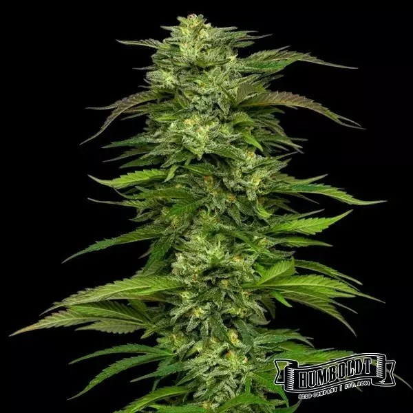 Dream Queen Auto de Humboldt Seed - GB The Green Brand