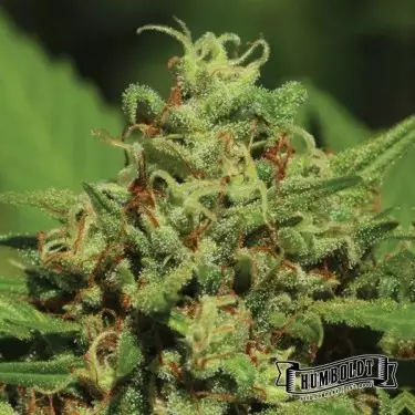 Emerald Fire OG Auto de Humboldt Seed - GB The Green Brand