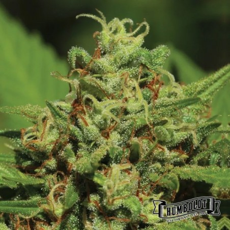 Emerald Fire OG Auto di Humboldt Seed - GB The Green Brand