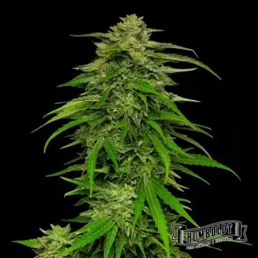 Mango Sherbet Auto de Humboldt Seed - GB The Green Brand