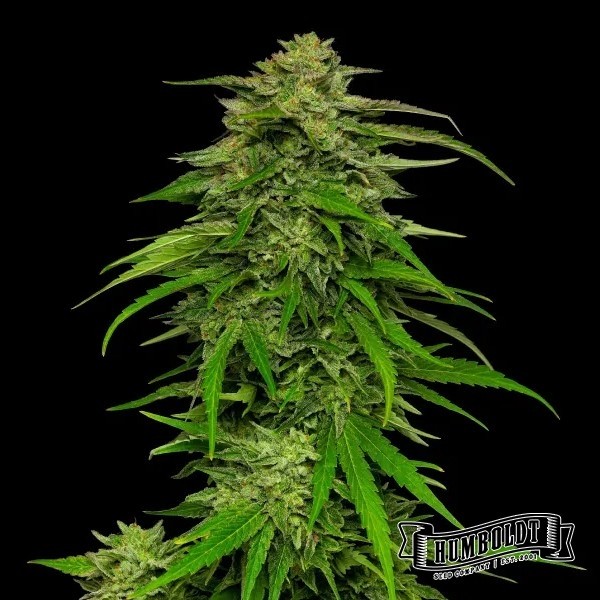 Visualizzazione Mango Sherbet Auto di Humboldt Seed - GB The Green Brand