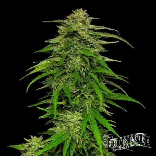 Mango Sherbet Auto de Humboldt Seed - GB The Green Brand
