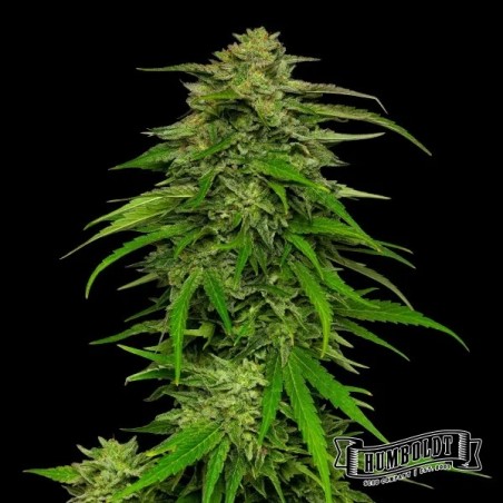 Mango Sherbet Auto di Humboldt Seed - GB The Green Brand
