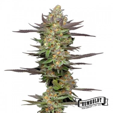 Visualizzazione Mint Jelly Auto de Humboldt Seed - GB The Green Brand