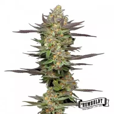 Mint Jelly Auto de Humboldt Seed - GB The Green Brand