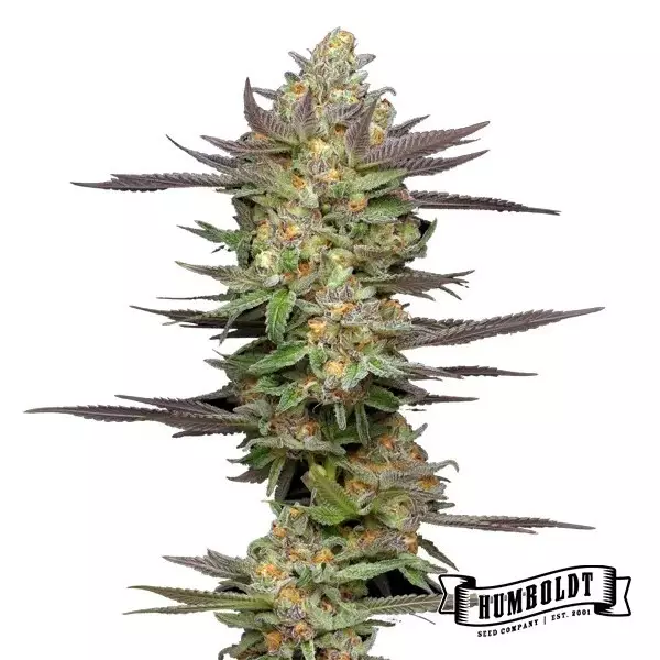 Mint Jelly Auto de Humboldt Seed - GB The Green Brand