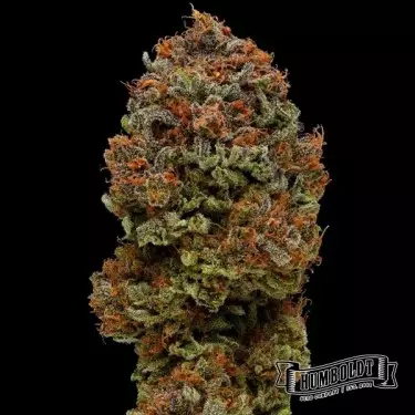 Blueberry Muffin di Humboldt Seed - GB The Green Brand