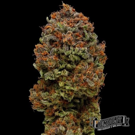Blueberry Muffin di Humboldt Seed - GB The Green Brand
