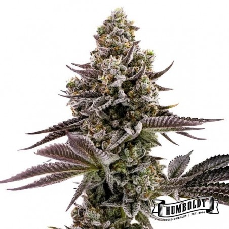 Blueberry Cupcake di Humboldt Seed - GB The Green Brand