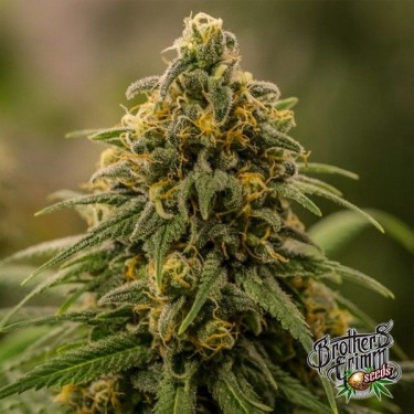 Visualizzazione Apollo XX di Brothers Grimm Seeds - GB The Green Brand