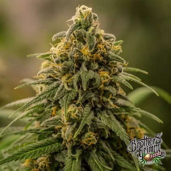 Visualizzazione Apollo XX de Brothers Grimm Seeds - GB The Green Brand