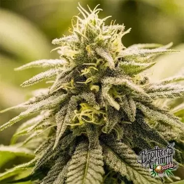 Seme Femminizzato G13 Genius di Brothers Grimm - GB The Green Brand