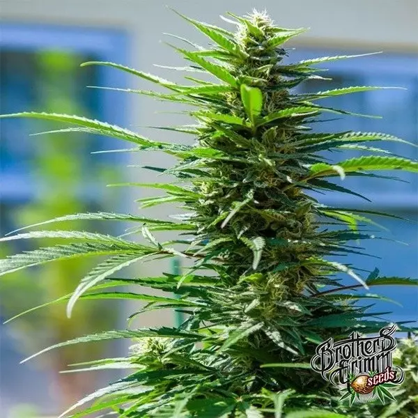 Visualizzazione Semillas feminizadas Rosetta Stone XX - GB The Green Brand