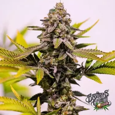 Cinderella 99 de Brothers Grimm Seeds - GB The Green Brand