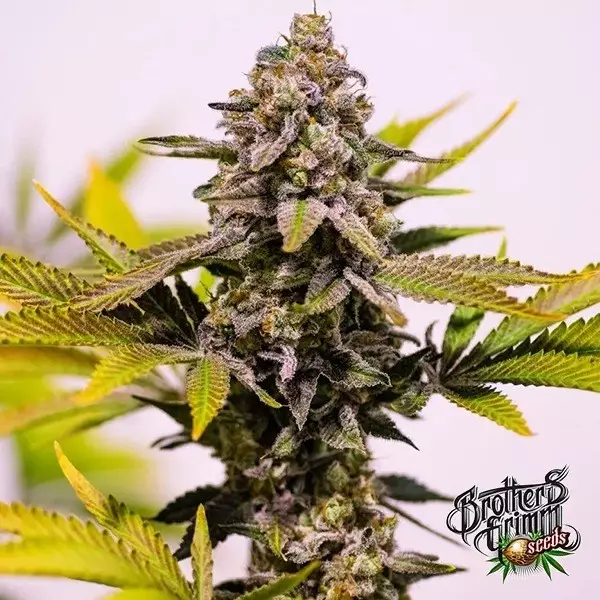 Visualizzazione Cinderella 99 de Brothers Grimm Seeds - GB The Green Brand