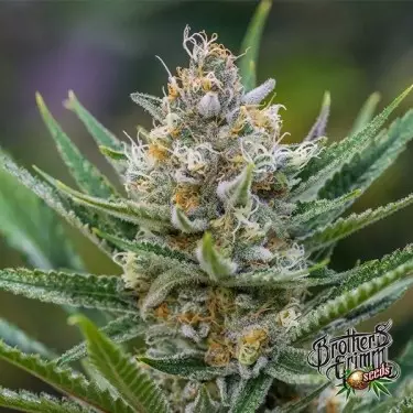 Semillas Queen of Soul Regular - GB The Green Brand