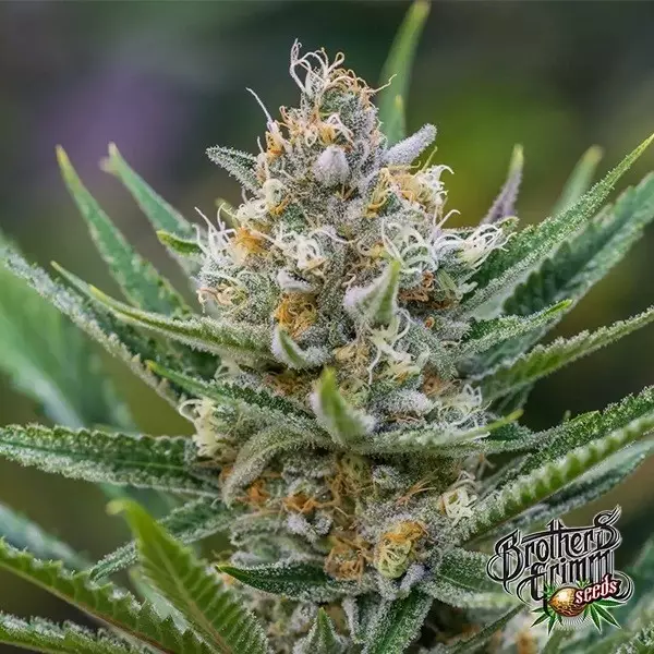 Visualizzazione Semillas Queen of Soul Regular - GB The Green Brand