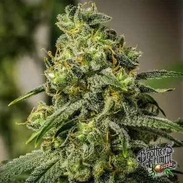 Rosetta Stone Regular de Brothers Grimm - GrowBarato