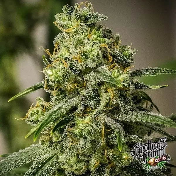 Visualizzazione Rosetta Stone Regular de Brothers Grimm - GrowBarato