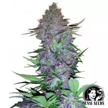 Purple Skunk Auto Semilla autofloreciente