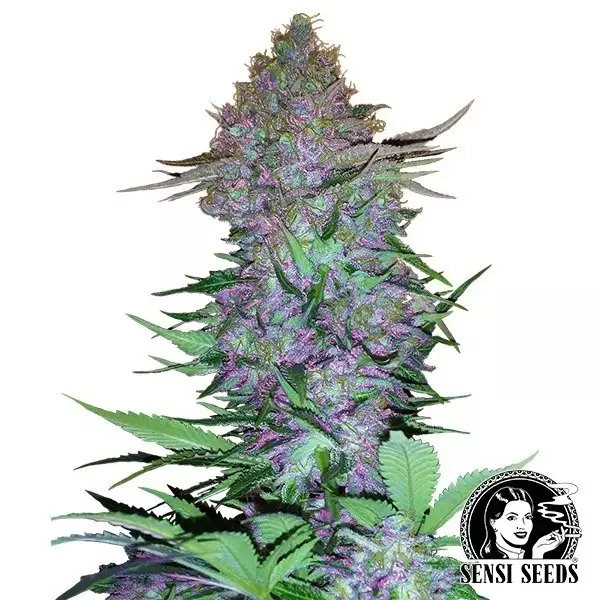 Visualizzazione Purple Skunk Auto Semilla autofloreciente