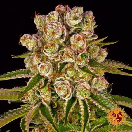 Semi Kush Mintz di Barney's Farm- GB The Green Brand