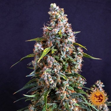 Visualizzazione Strawberry Cheesecake Auto