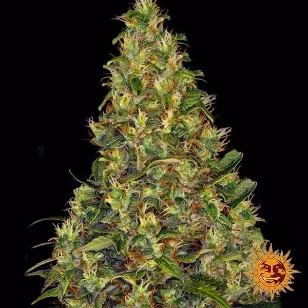 Visualizzazione Amnesia Haze Auto