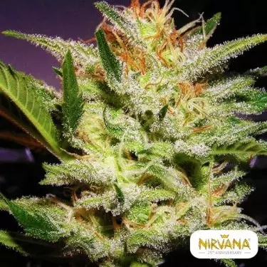 Semillas Amnesia Auto Nirvana- GB The Green Brand