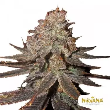 Blueberry Auto de Nirvana Seeds - Semillas Baratas GB The Green Brand
