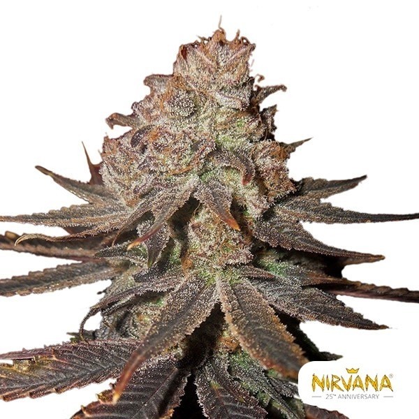 Visualizzazione Semi di Blueberry Auto Nirvana