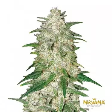 Semillas Gelato Auto Nirvana Seeds - GB The Green Brand