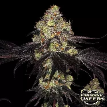 Sunset Paradise de Paradise Seeds - GB The Green Brand