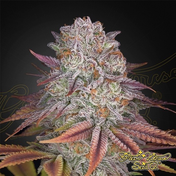 Visualizzazione Pulp Friction Green House Seeds