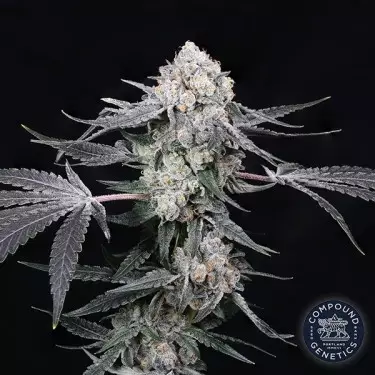 High Society de Compound Genetics - GB The Green Brand