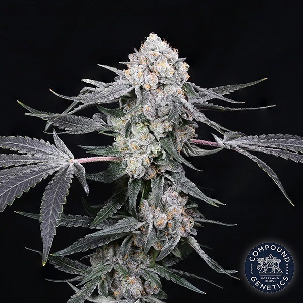 Visualizzazione High Society de Compound Genetics  - GB The Green Brand