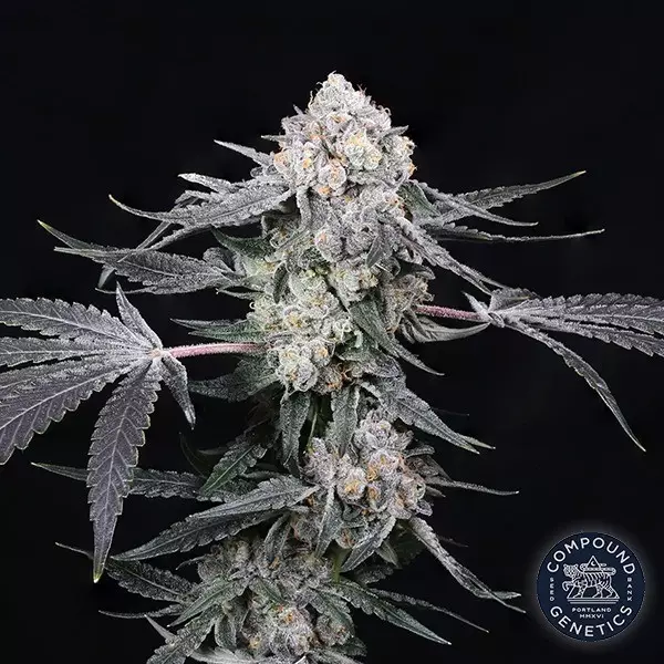 Visualizzazione High Society de Compound Genetics - GB The Green Brand