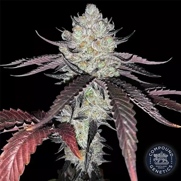 Marshmallow OG de Compound Genetics - GB The Green Brand