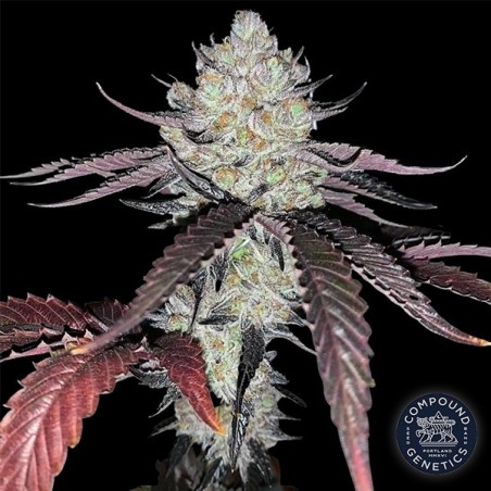 Marshmallow OG di Compound Genetics - GB The Green Brand
