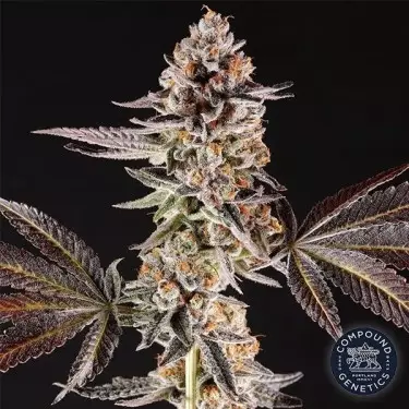 La Bomba de Compound Genetics - GB The Green Brand