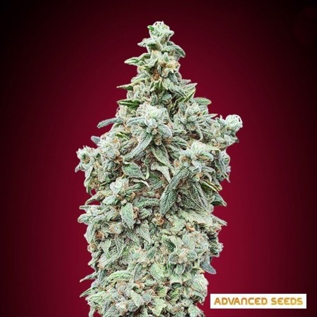 Semi femminizzati Cherry Pie - Advanced Seeds