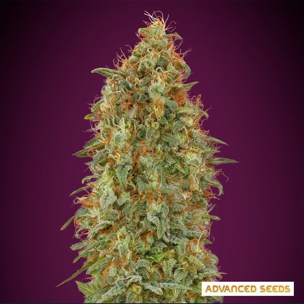 Visualizzazione Semi Zkittlez Fast di Advanced Seeds