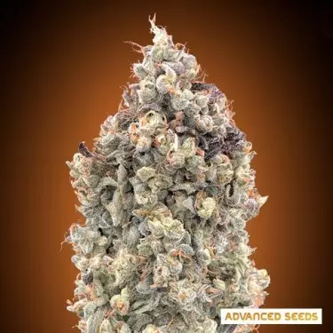 Auto Watermelon OG - Advanced Seeds