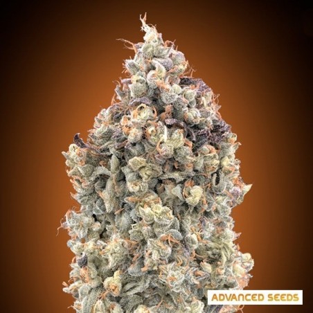 Auto Watermelon OG - Advanced Seeds