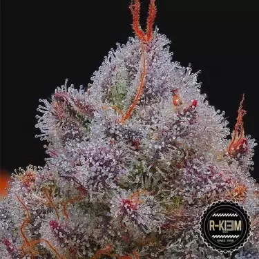 El Xupet Negre di R-kiem Seeds