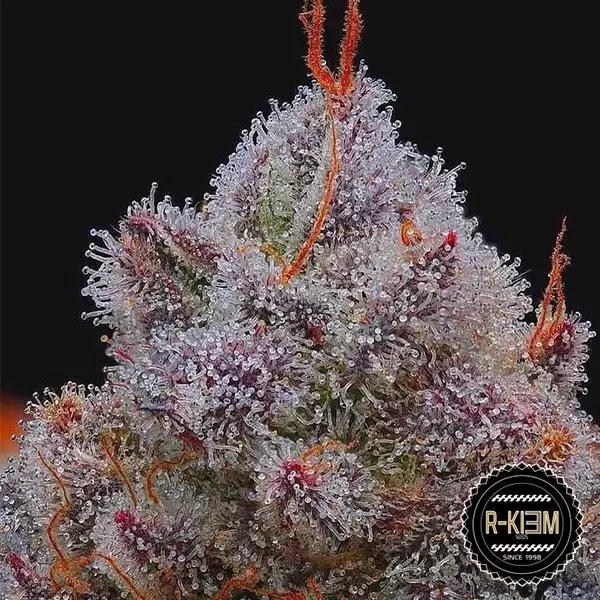 Visualizzazione El Xupet Negre di R-kiem Seeds