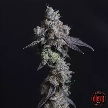 Lady Kush semillas de Elev8 Seeds - GB The Green Brand