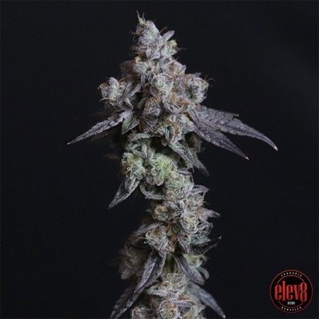Semi di Lady Kush elev8