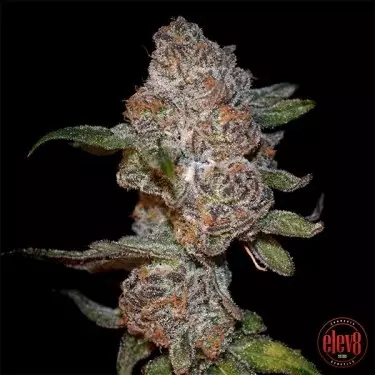 Punch Drunk Ape de Elev8 Seeds - GB The Green Brand